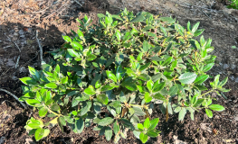 Rhododendron wasonii - różanecznik wasonii - Rhododendron wasonii