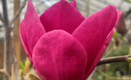 Ian's Red - magnolia - Magnolia 'Ian's Red'