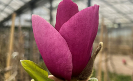 Sweet Merlot - magnolia - Magnolia 'Sweet Merlot'