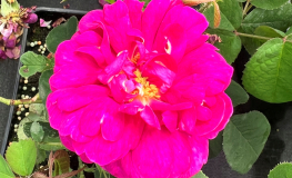 Rosa xcentifolia - róża stulistna - Rosa xcentifolia