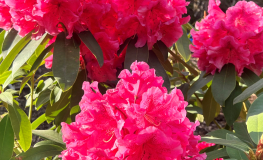 Dorothy Russell - Рододендрон гибридный - Dorothy Russell - Rhododendron hybridum