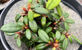 Rhododendron flinckii - różanecznik flinckii - Rhododendron flinckii