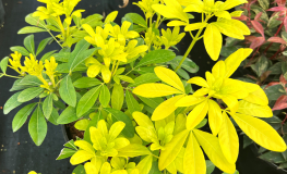 Choisya ternata 'Lich' SUNDANCE - Mexican orange blossom - Choisya ternata 'Lich' SUNDANCE