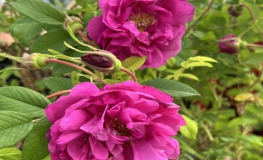 Rosa damascena No. 6 - Damask Rose - Rosa damascena No. 6 - дамасская роза