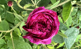 Rosa xcentifolia No. 5 - róża stulistna - Rosa xcentifolia No. 5