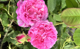 Róża damasceńska No. 3 - Rosa damascena No. 3
