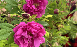Róża damasceńska No. 6 - Rosa damascena No. 6 - дамасская роза