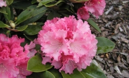 Excelsior - Różanecznik jakuszimański - Excelsior - Rhododendron yakushimanum