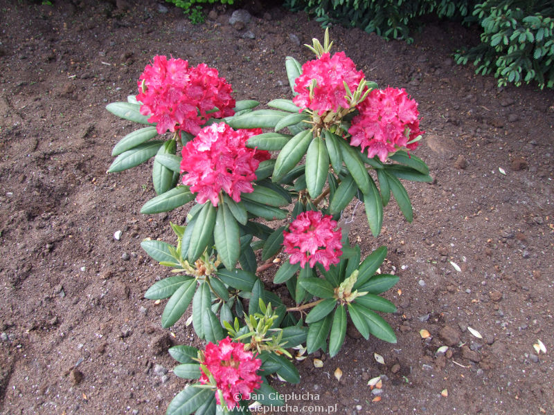 Rododendron Kazimierz Wielki