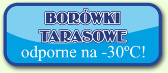 Borówki tarasowe