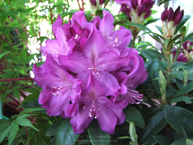 Rododendron Bolesław Chrobry