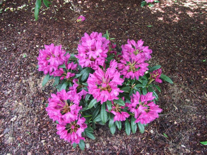 Rododendron Bolesław Chrobry