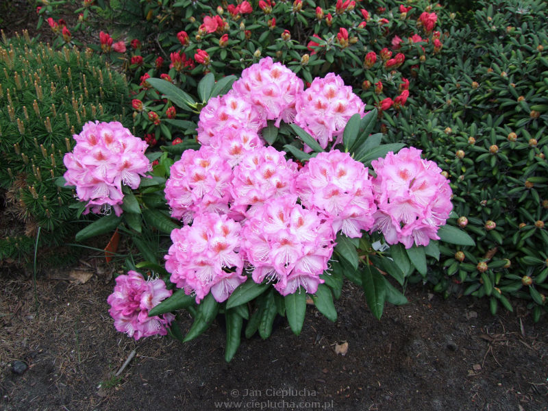 Rododendron Kazimierz Odnowiciel