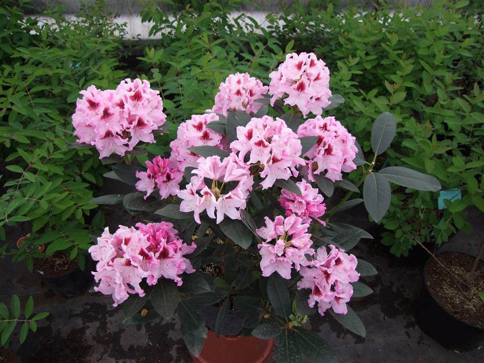 Rododendron Królowa Jadwiga