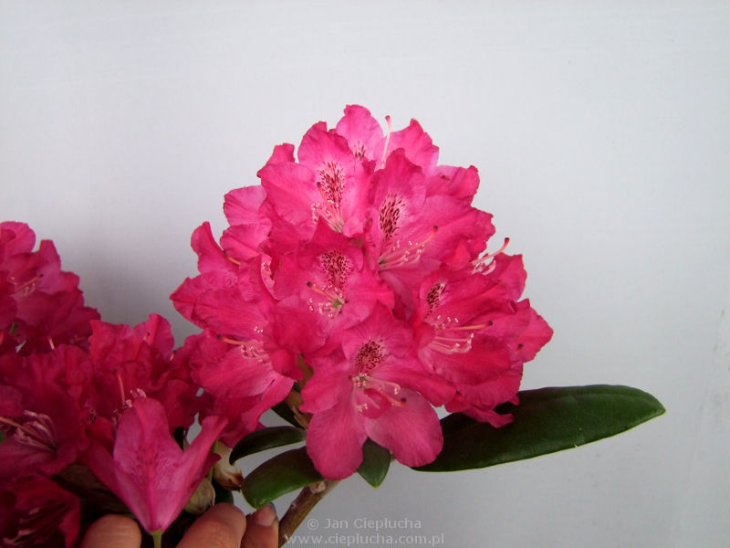 Rododendron Zygmunt III Waza
