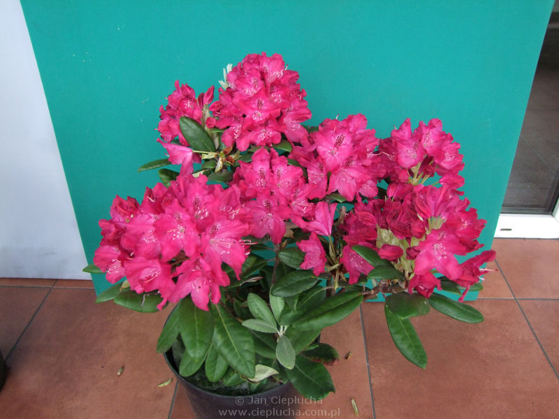 Rododendron Zygmunt III Waza