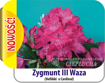 Rododendron Zygmunt III Waza